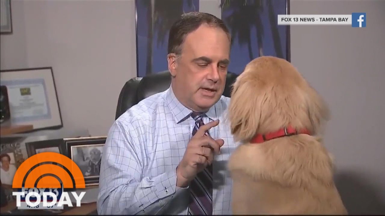 Weatherman’s Dog Makes Viral Appearance On Local Newscast | TODAY