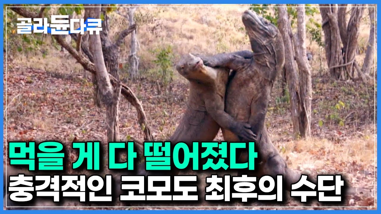 인간 때문에 더 이상 사냥할 것이 없다｜섬의 최상위 포식자가 굶주림에 지치면 생기는 일｜다큐프라임｜#골라듄다큐