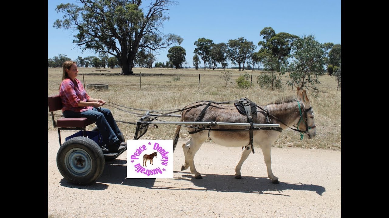 How to harness a donkey (or horse).