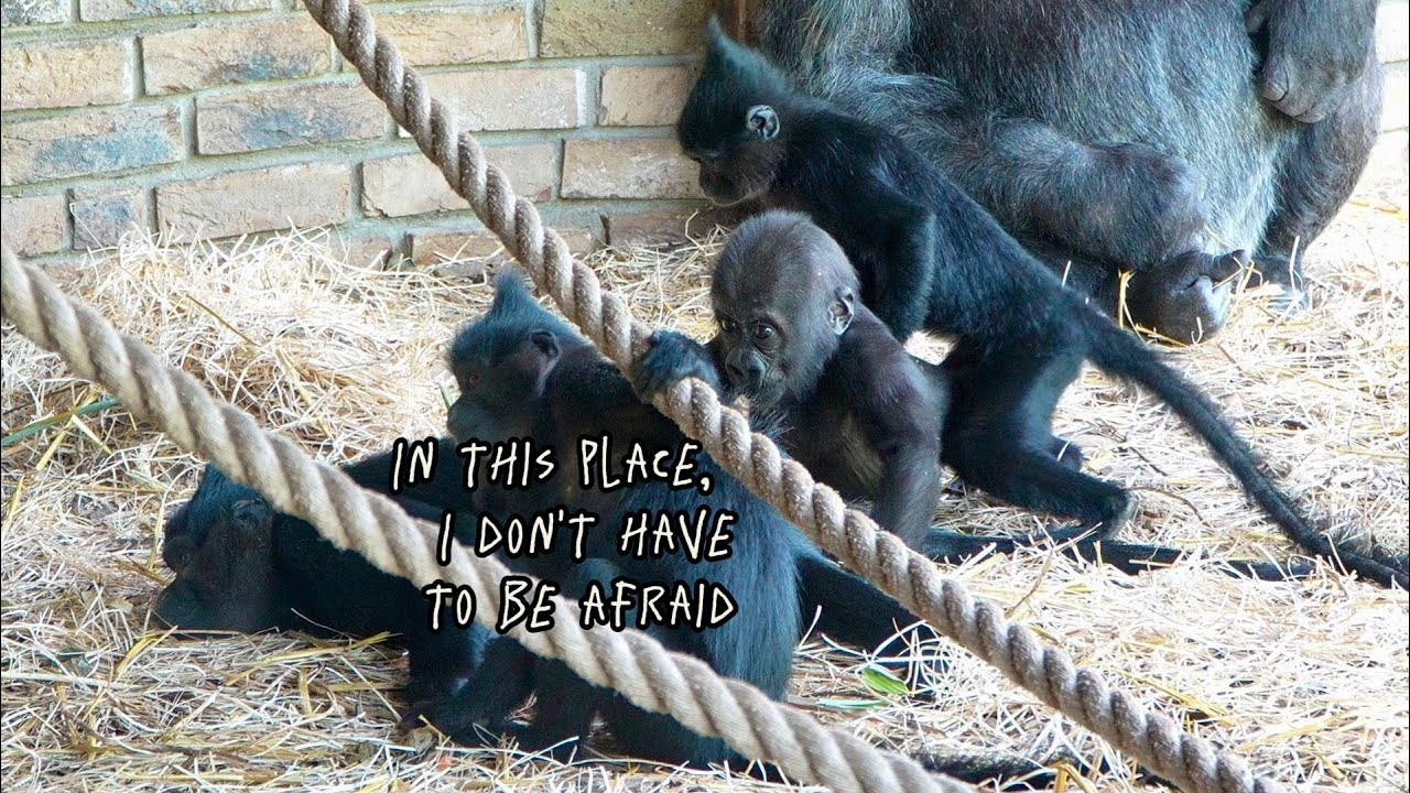 Baby Gorilla Makongo’s Curiosity About Mangabeys