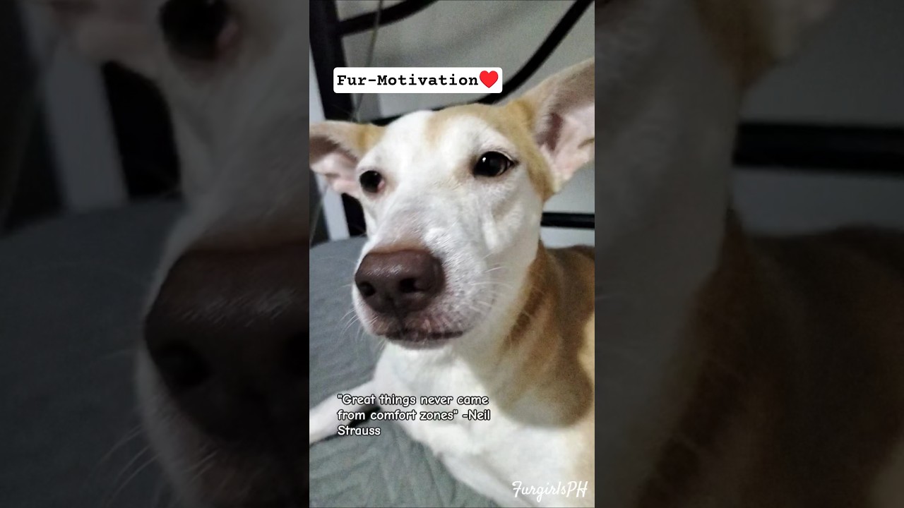 Fur-motivation🥰❤️ 