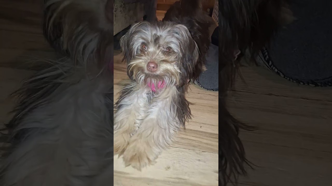 #dog