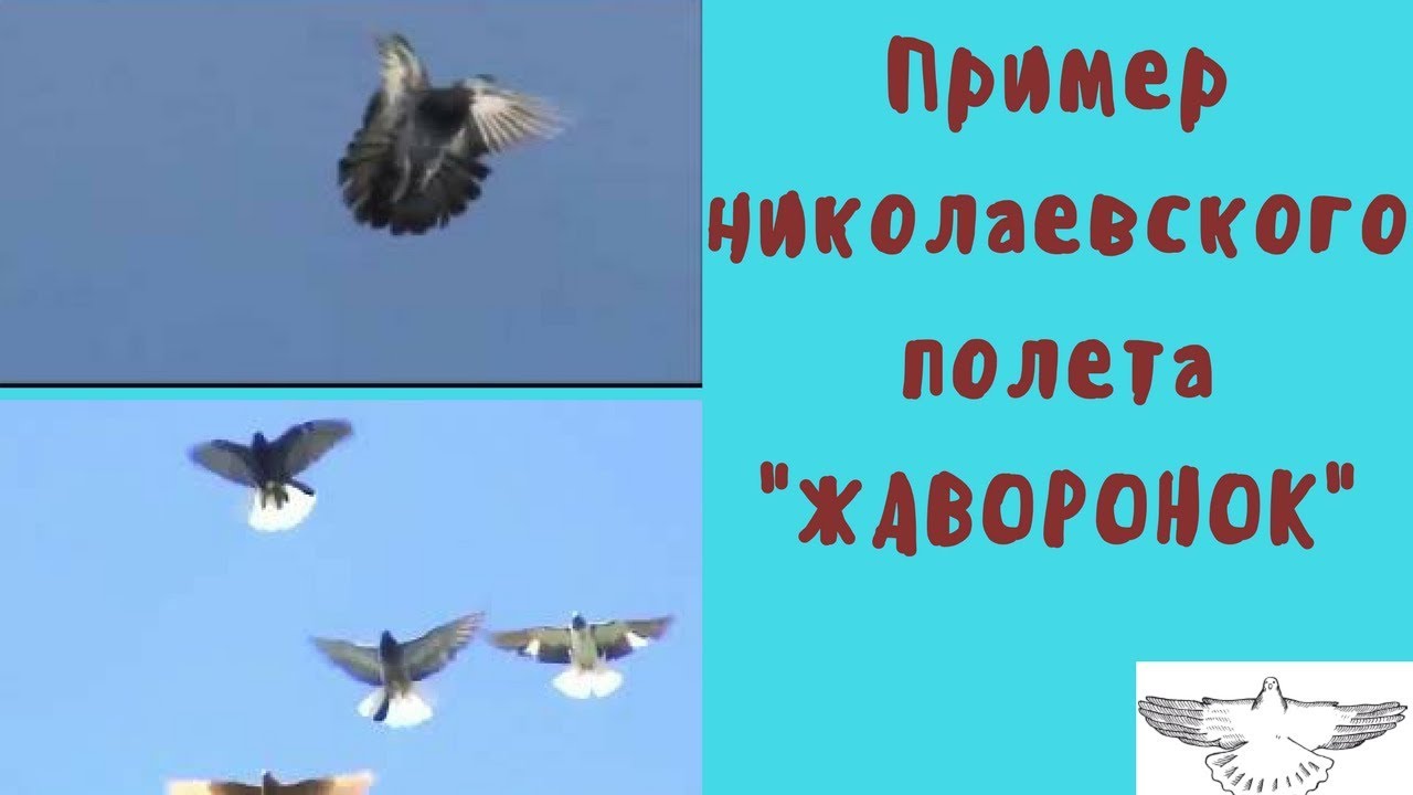 Пример Николаевского полета жаворонок