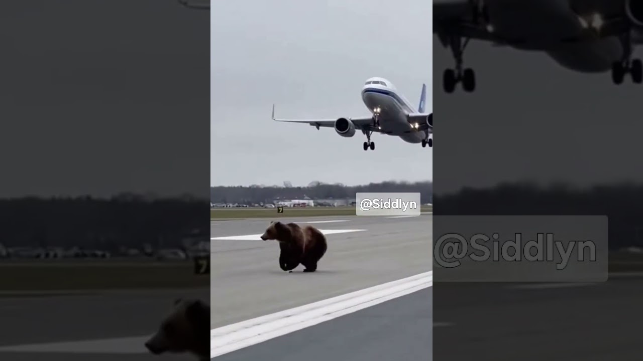 Black Bear Runs Across Airport Runway as Plane Attempts to Land 😱✈️🐻 