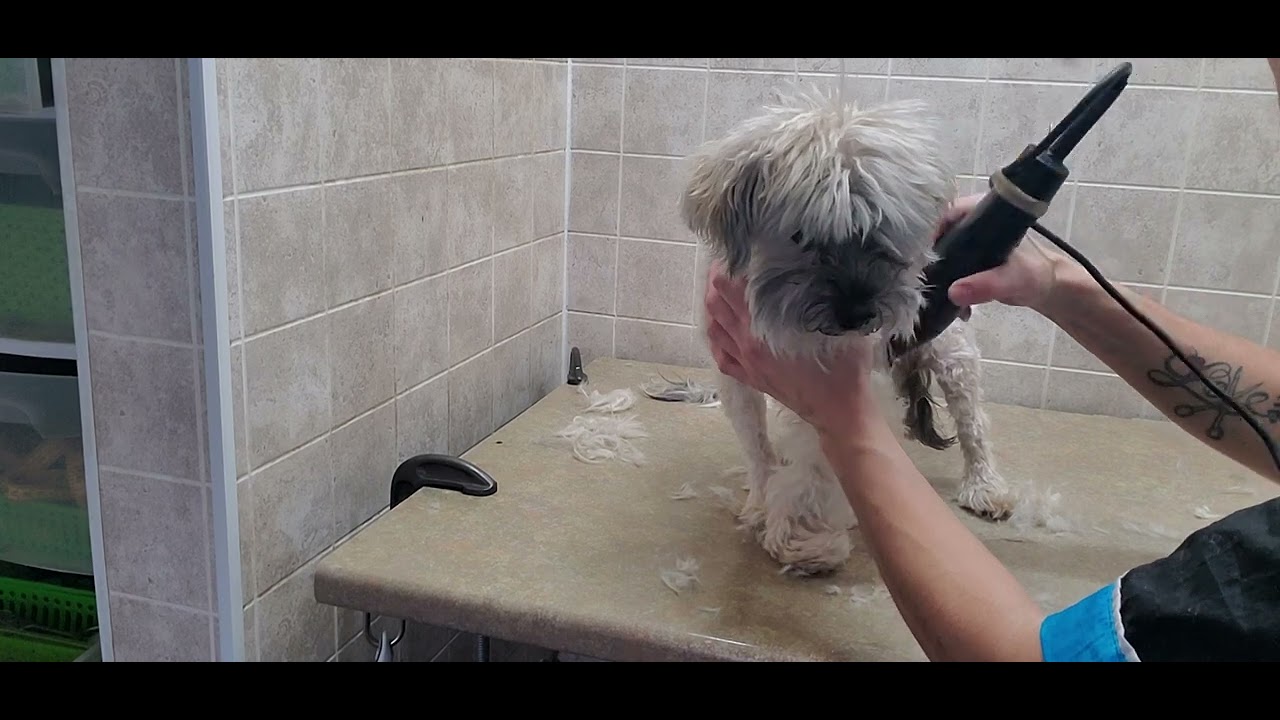 Rare footage of a dryer seizure, full groom, Senior Yorkie-Poo dog breed, dog grooming