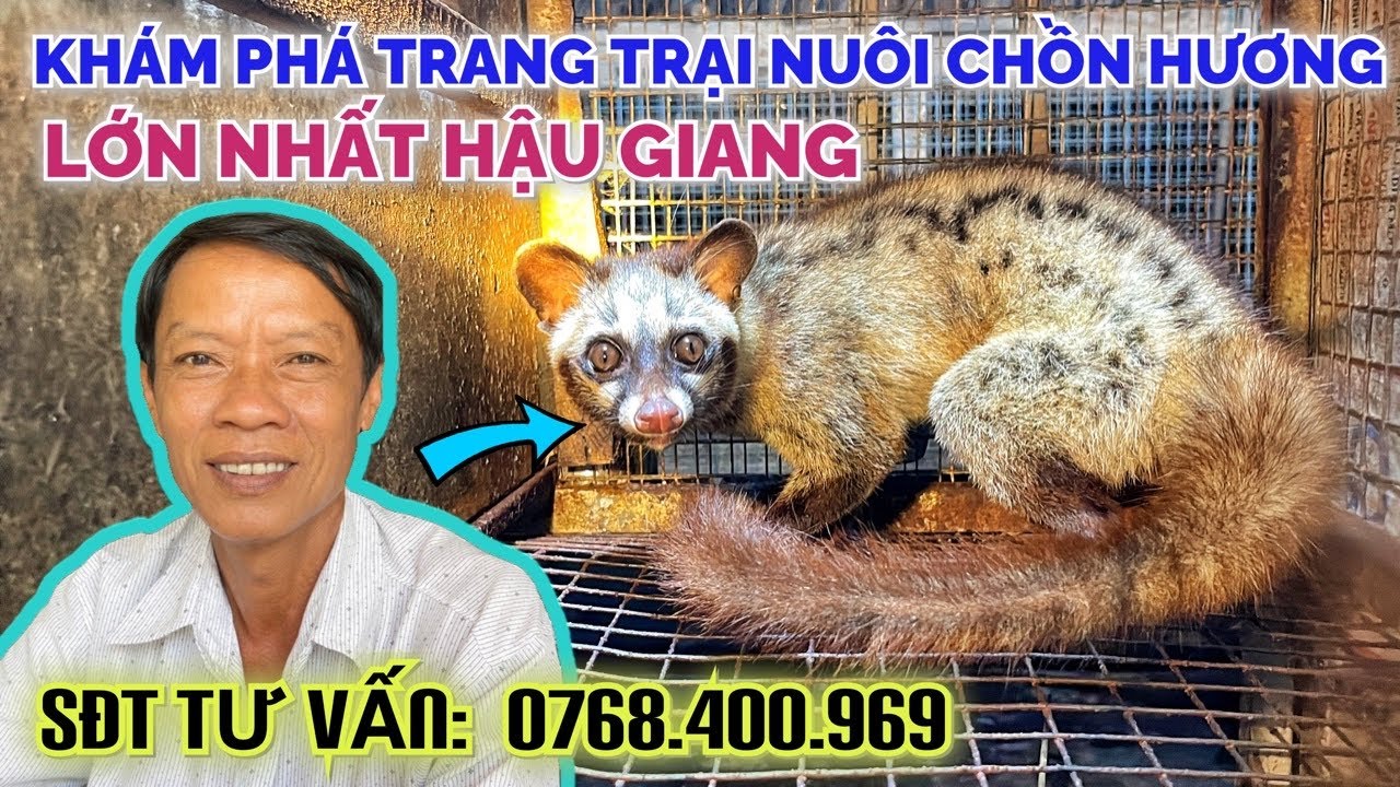 Lão nông dân ở Hậu Giang làm giàu bằng mô hình nuôi “Chồn Hương” cung cấp con giống cả nước Việt Nam