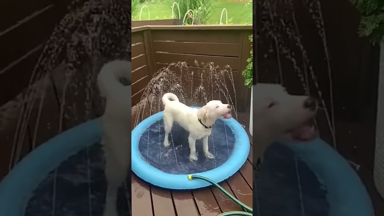Alfombrilla de Aspersi&oacute;n para mascotas 🐕                               #mascotas #perros #diversion