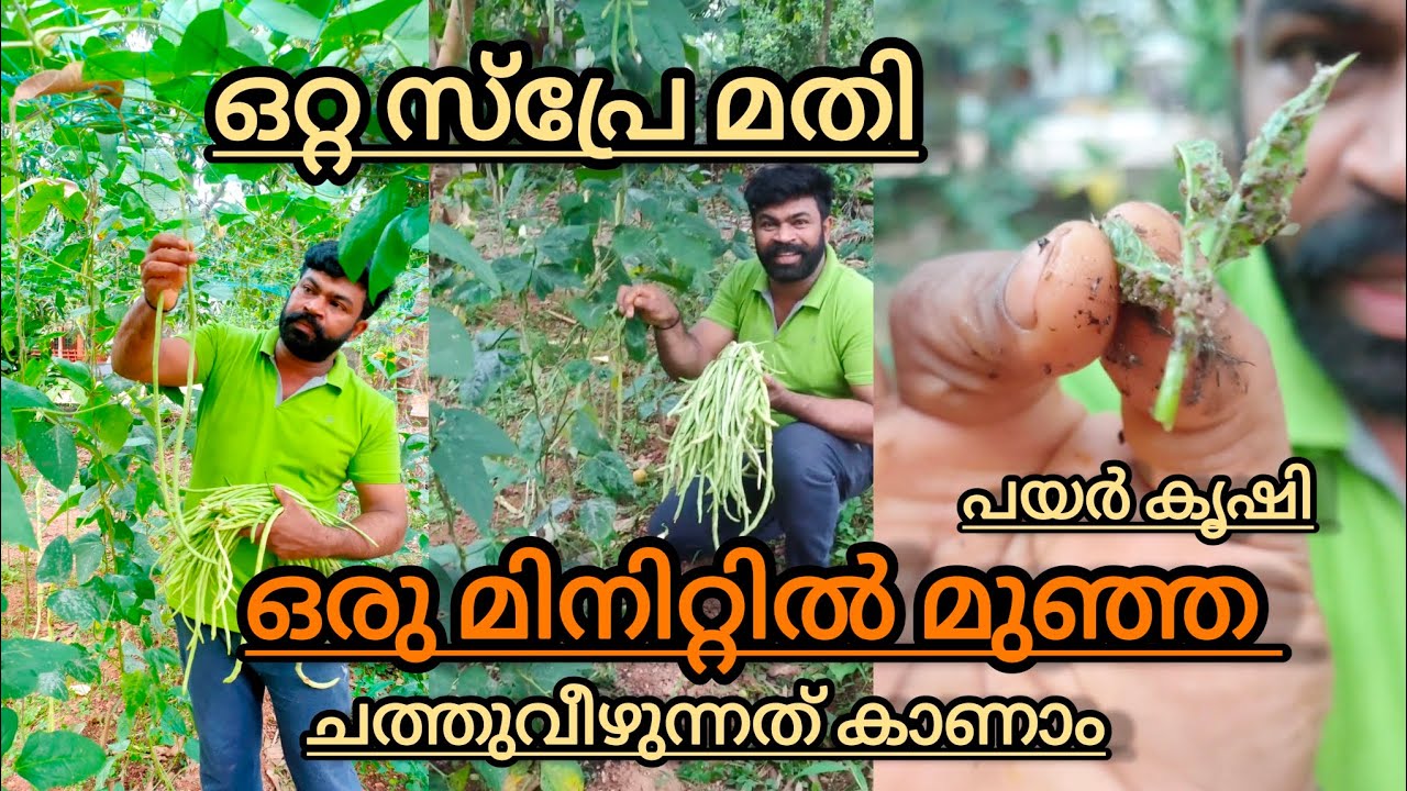 പയറിലെ മുഞ്ഞ ഒറ്റ സ്പ്രേ ഒരു മിനിറ്റിൽ തന്നെ റിസൾട്ട് കണ്ടോ APhids and Remove Payar Krishi Malayalam