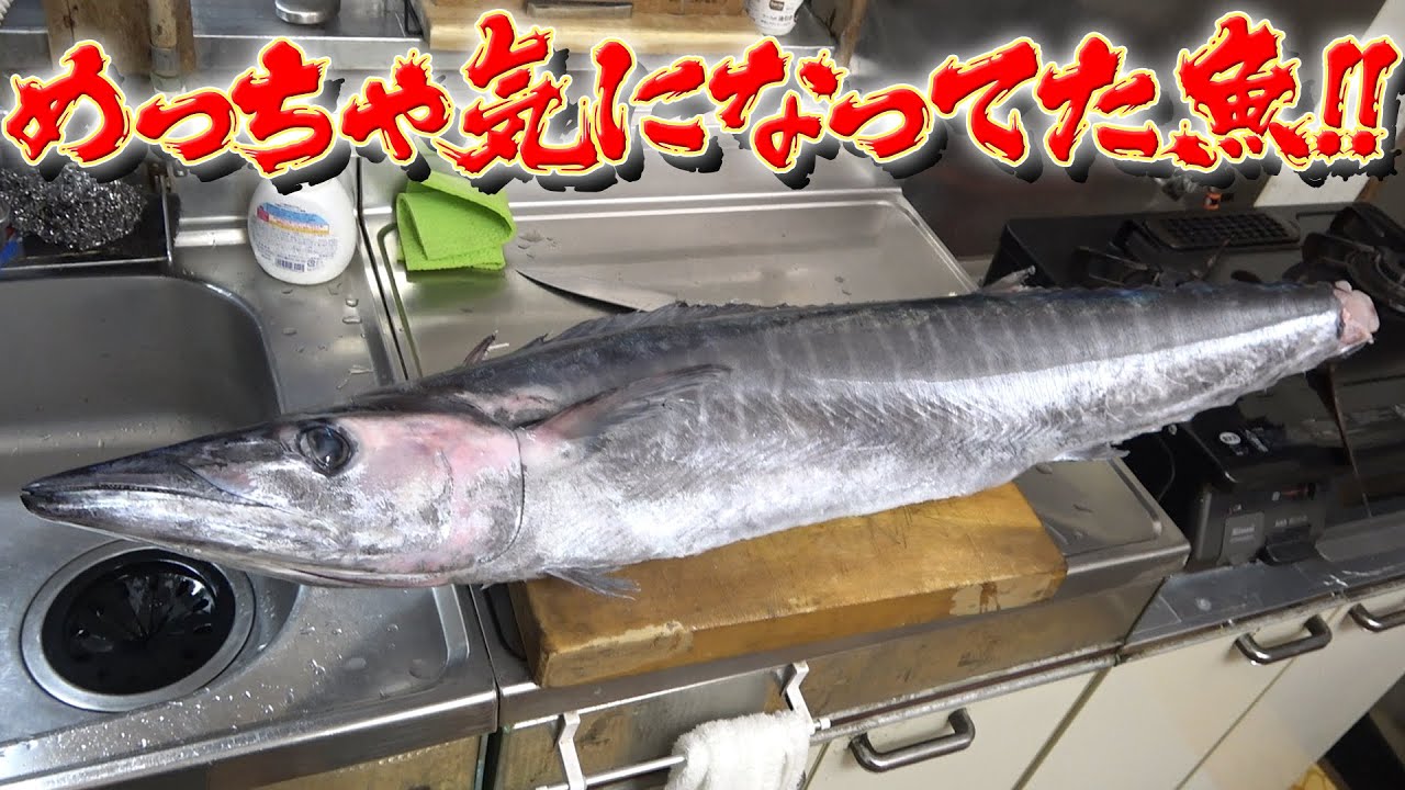 １５キロ以上の巨大な魚！めっちゃ気になっていた魚を捌いてみたよ！