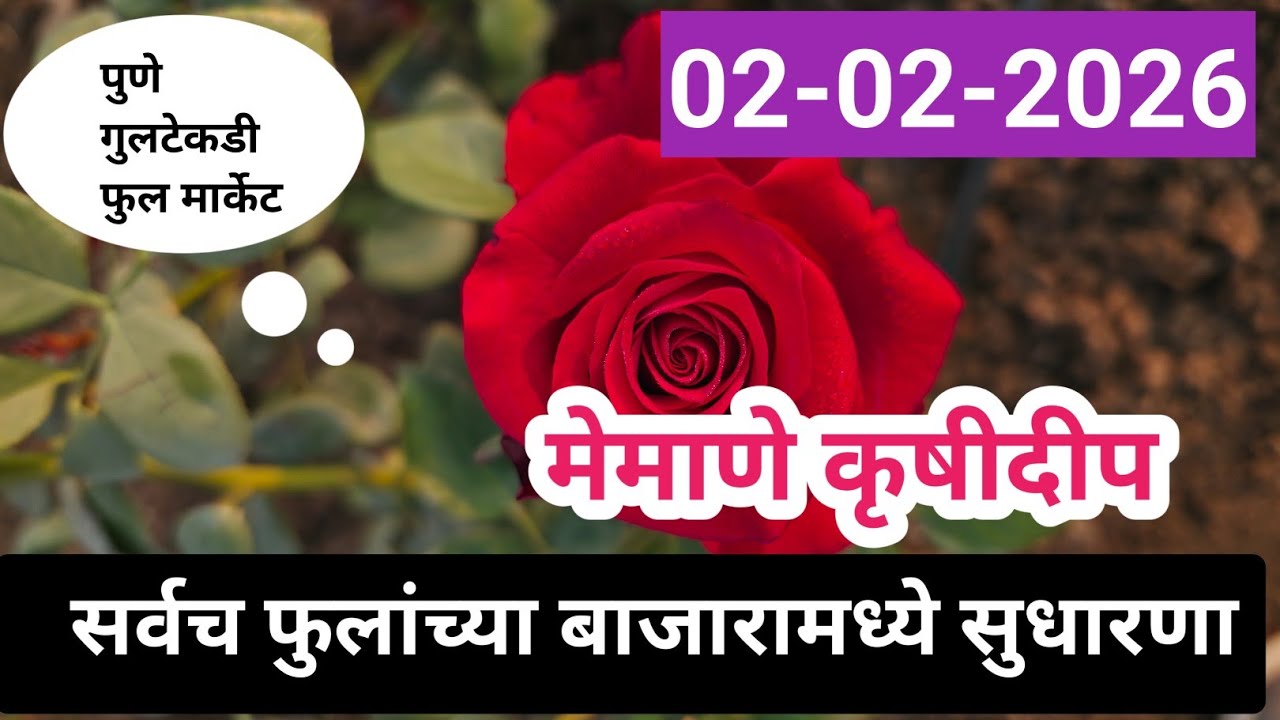02-02-2026 पुणे गुलटेकडी फुल मार्केटचे फुलांचे आजचे बाजार भाव 