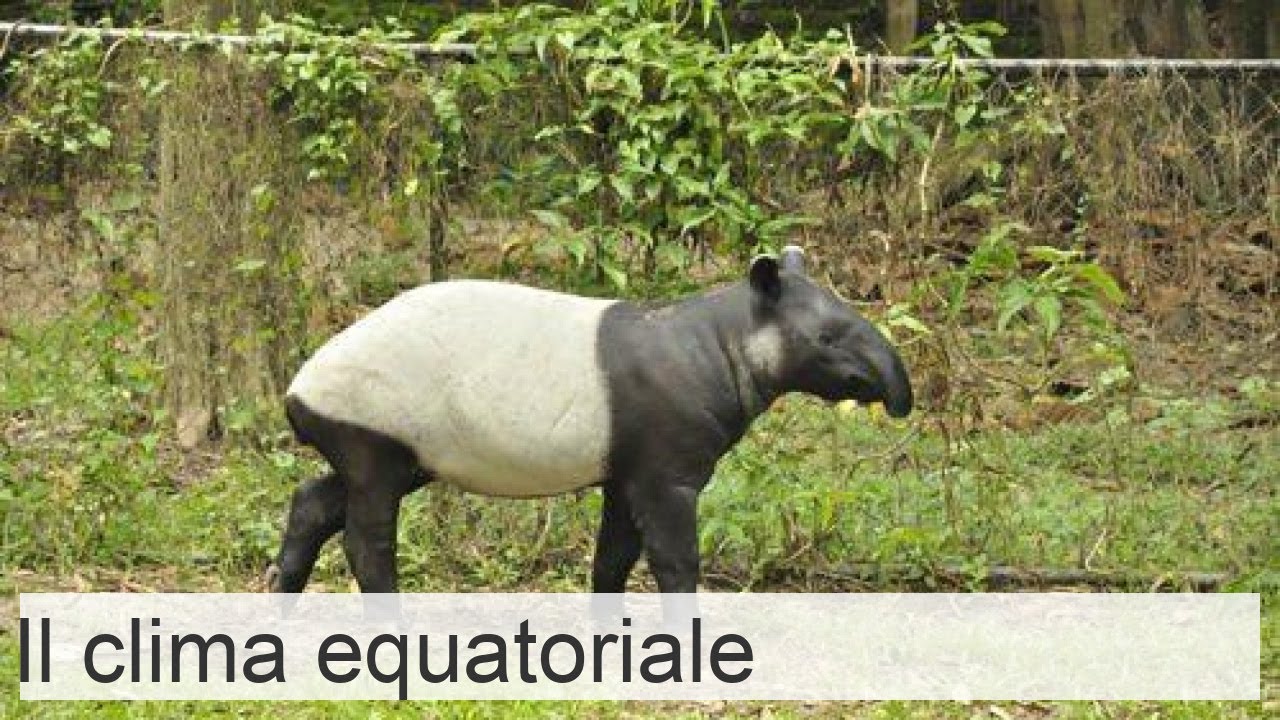 Zona equatoriale: clima, paesi, suoli, foreste, piante e animali