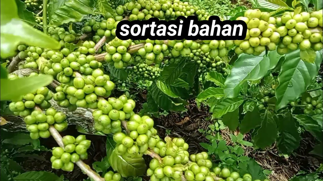 Sortasi bahan yang ke 3 kalinya