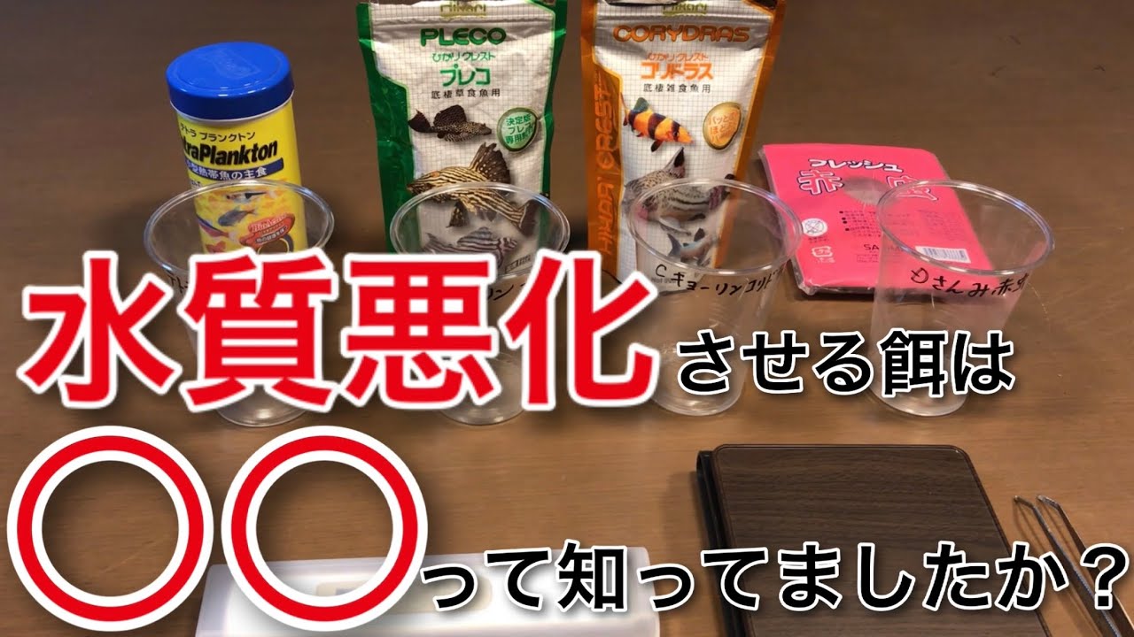 水質悪化させる餌は〇〇って知ってましたか？( #アクアリウム #アクアリウム初心者 #熱帯魚 #キョーリン #テトラ #餌 #赤虫 #プランクトン #プレコ #コリドラス )