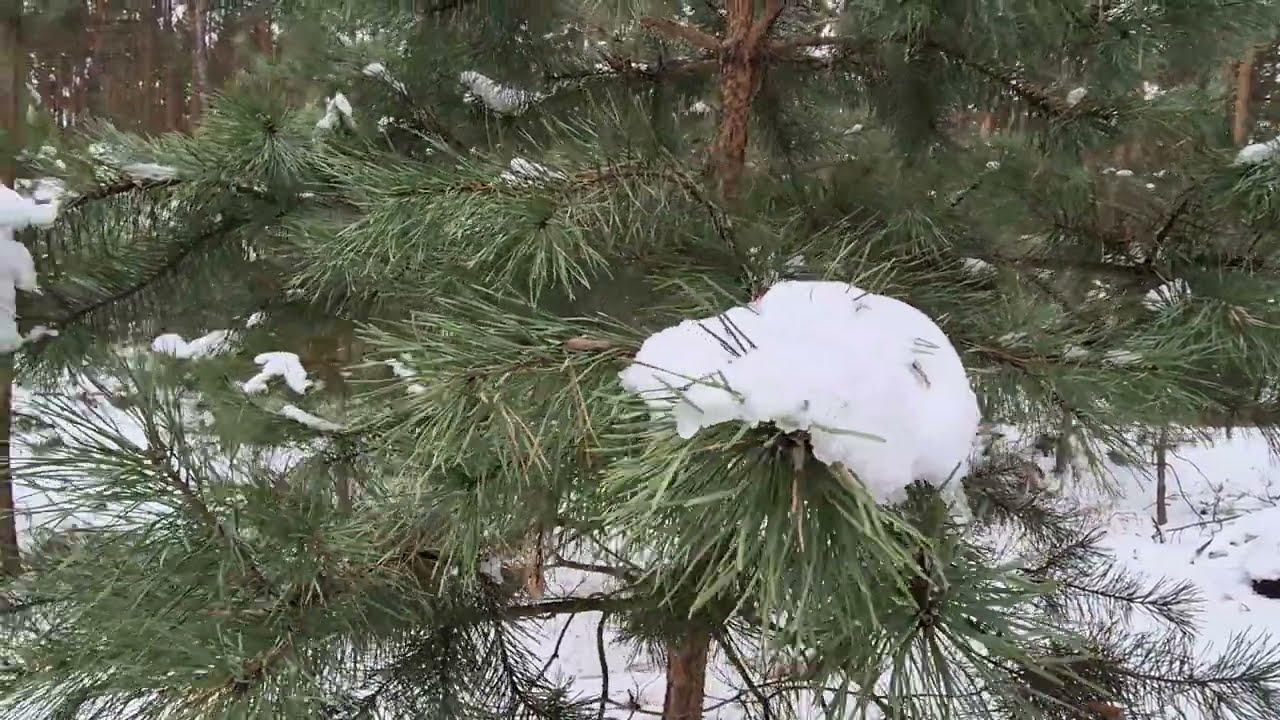 A Small Walk in the Winter Forest for Relaxing and Stress Relief