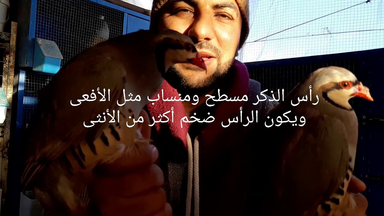 التميز بين ذكر وأنثى الشنار 