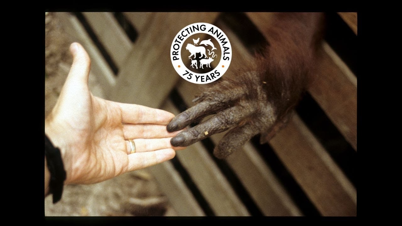 75 Years of Protecting Animals | World Animal Protection&rsquo;s Journey and Future