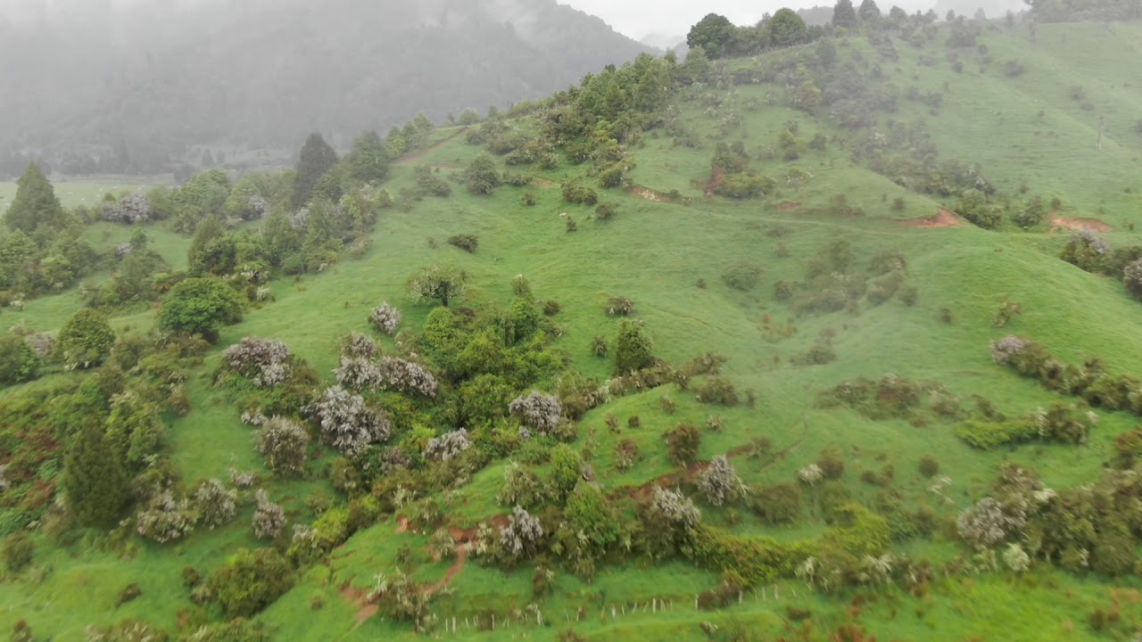 Drone Hunting NZ (#44) Stags & Boars Galore