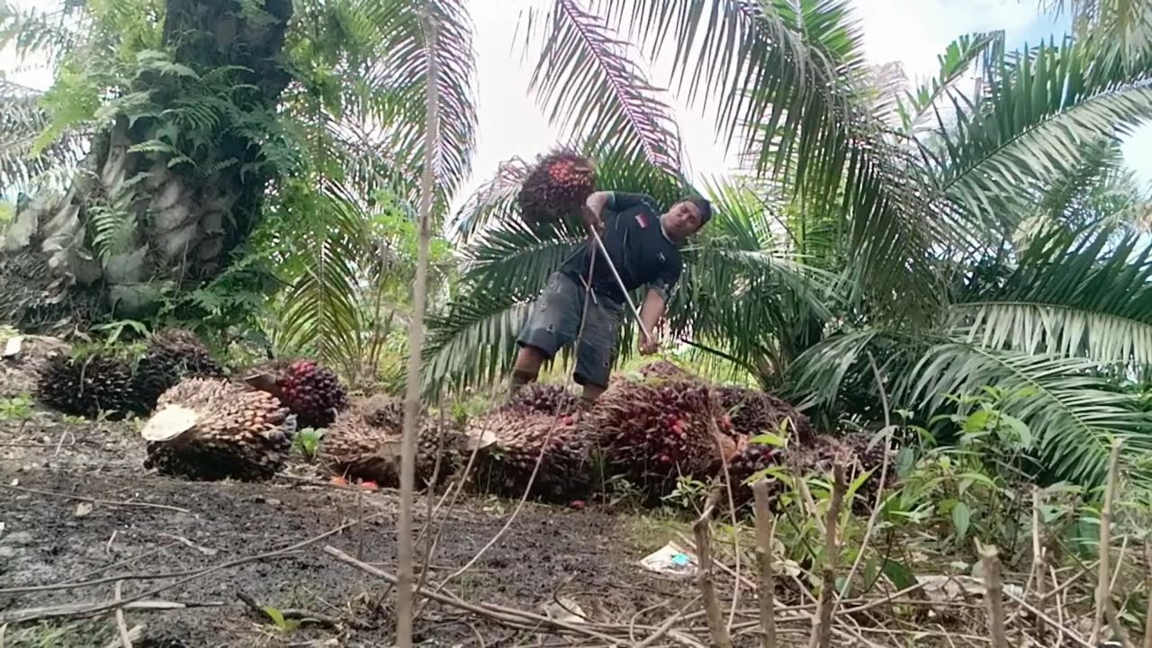 Kerja manen sawit perkebunan pribadi