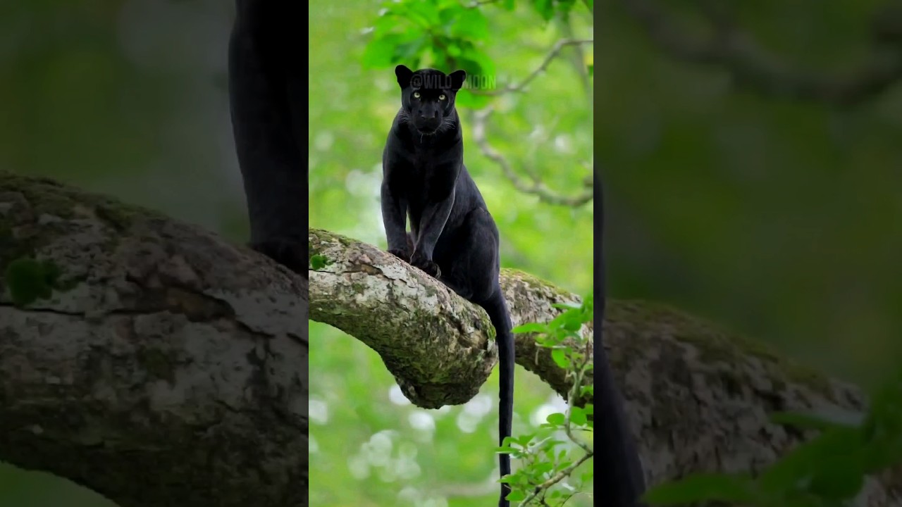 The Mystical Melanistic Panthers: Unraveling the Secrets of Black Cats 