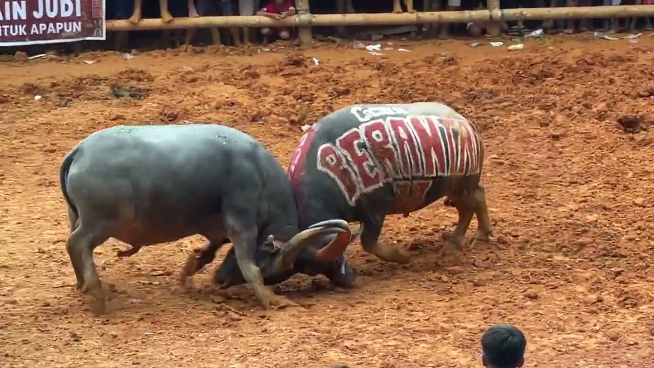 Tedong Silaga, Berantai 77 Kel.Aces (Win) VS Panter Kel.MGS - Arena Ne’ Tumbang