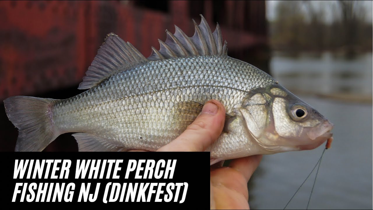 Winter White Perch Fishing in NJ (Dinkfest)