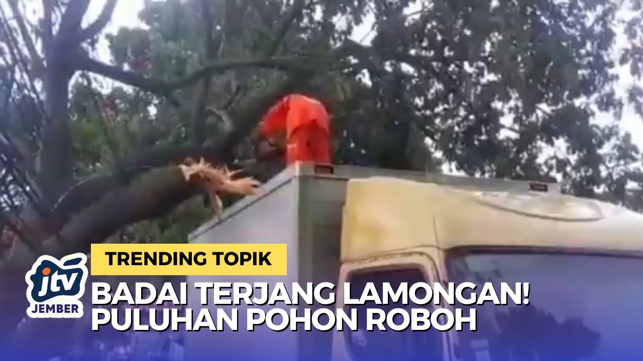 Pohon Tumbang Tutup Jalan di Deket Lamongan Akibat Angin Kencang