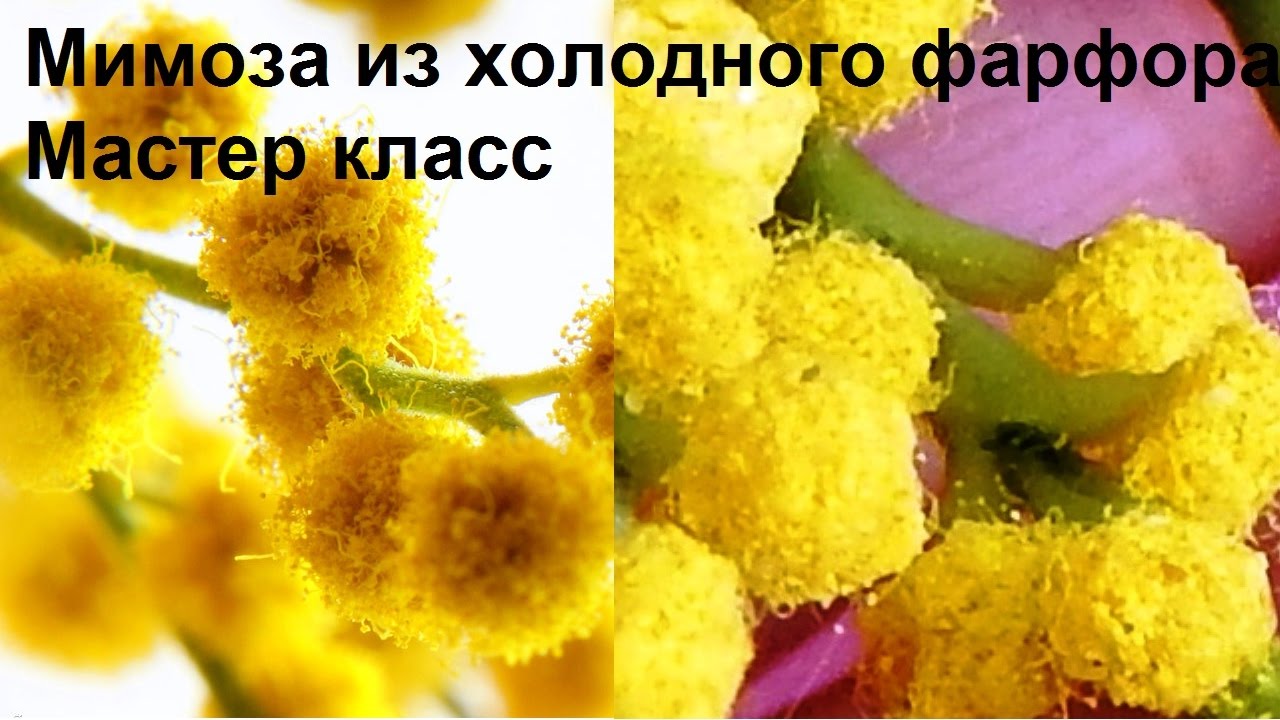 Мимоза из холодного фарфора МК. Лепим цветы мимозы из холодного фарфора или полимерной глины