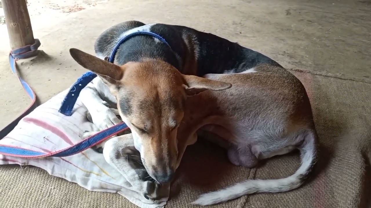 Cute Dog Sleeping..