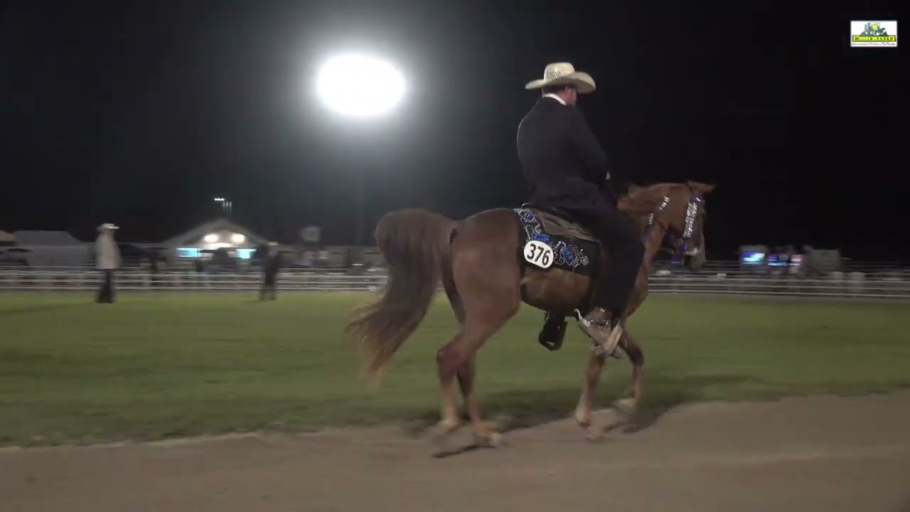 WC Open 3 Years stallions/geldings 2022 Missouri Foxtrotter Celebration