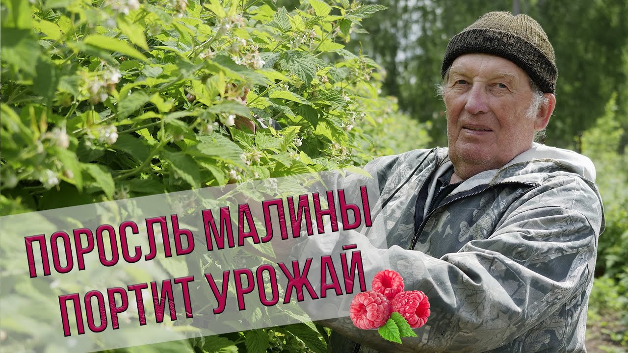 Удаляем поросль малины для увеличения урожая. Рекомендации опытного малинника Анатолия Сидоровича