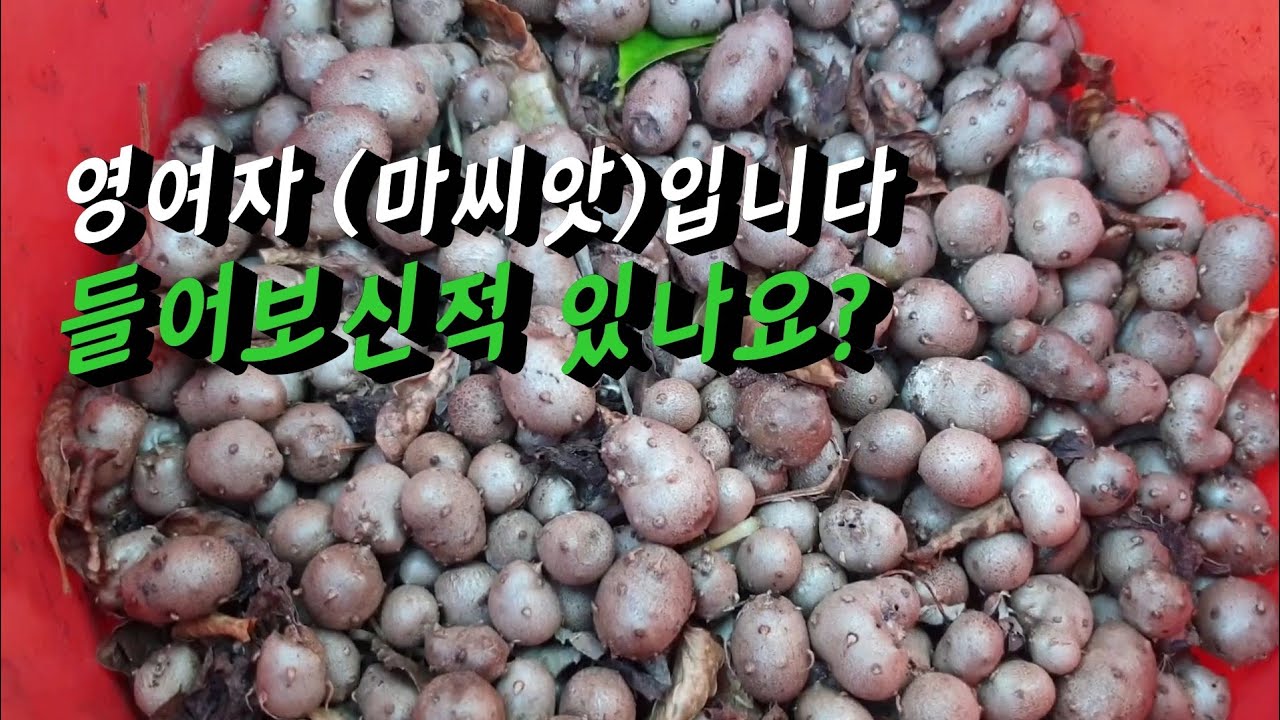 마씨앗먹는법  마씨의 효능 알아봅니다  (마씨앗=마열매= 영여자)