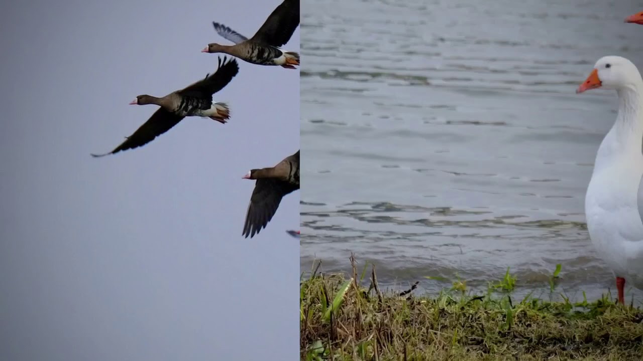 Hans Vaessen natuurfotografie