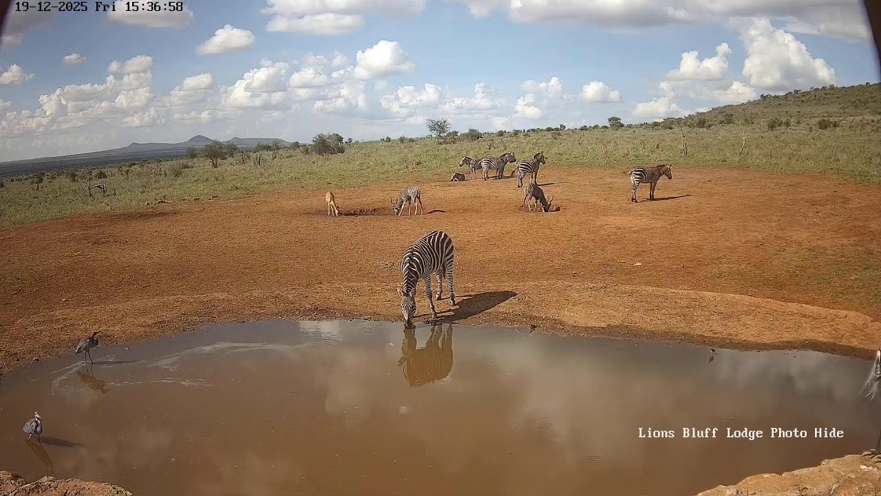Lions Bluff Lodge Photo Hide - Live Stream