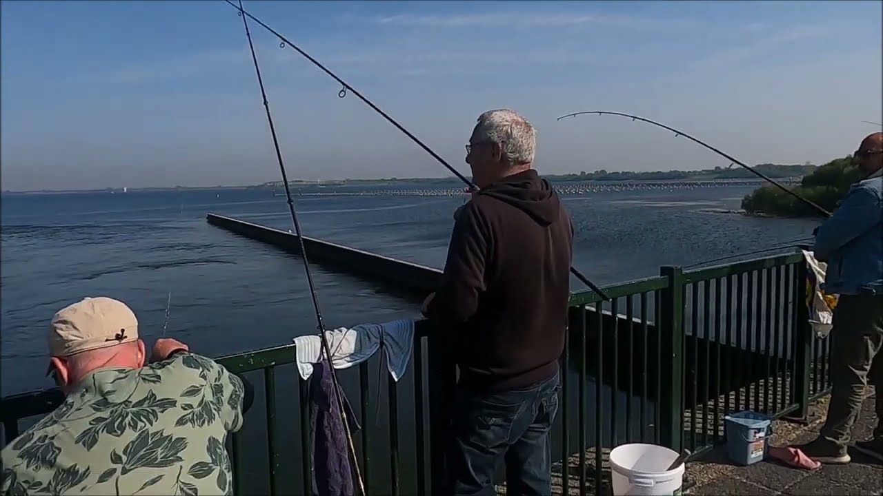 Haring vissen 2 5 2025