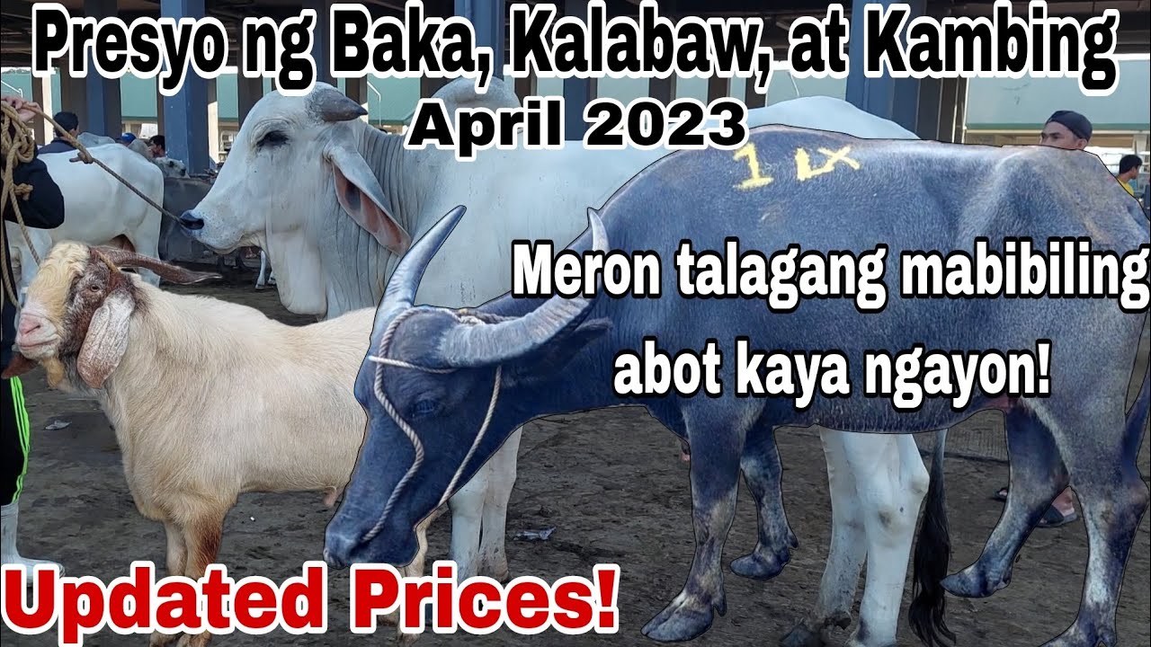 Andaming Mabibiling Abot Kaya Ngayon! Presyo ng Baka, Kalabaw, at Kambing April 2023 sa Batangas