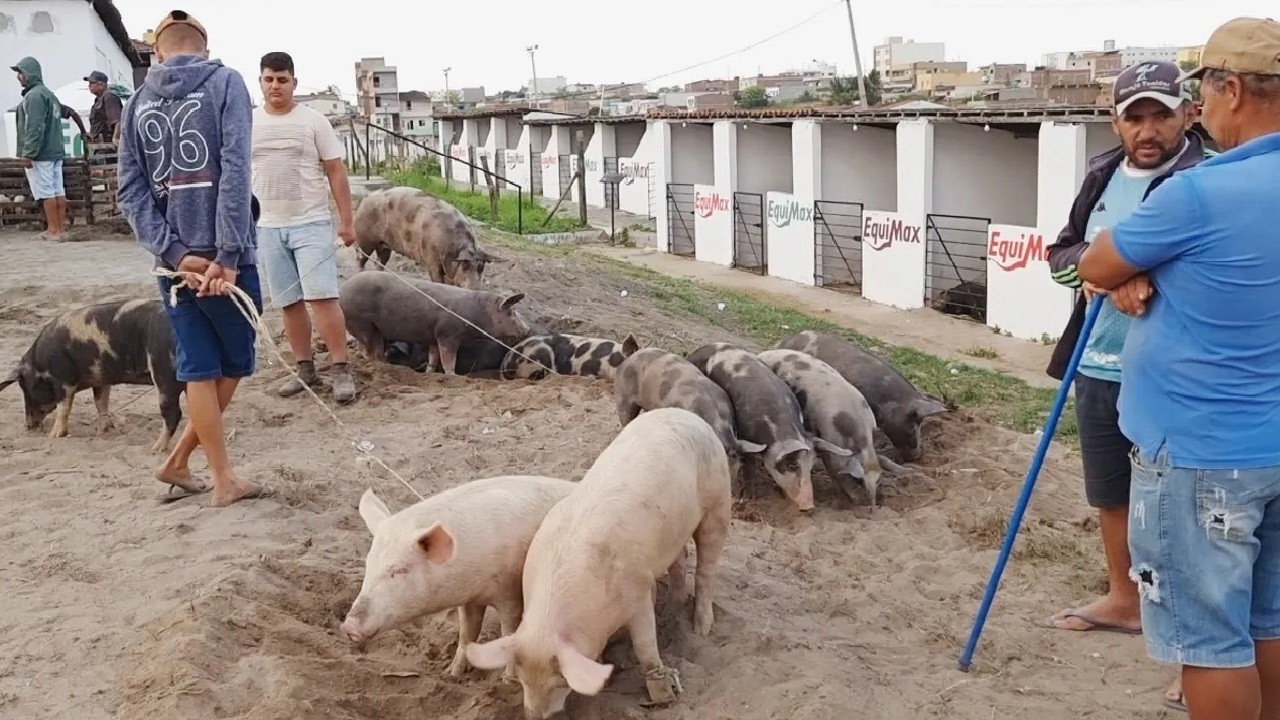 FEIRA DE SUÍNOS EM SURUBIM-PE  #nordeste