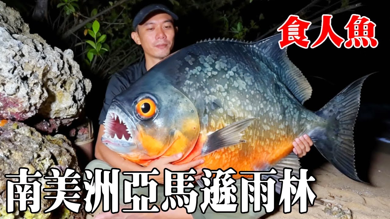 南美洲亞馬遜雨林生存挑战，抓到的超大食人鱼，还有一只大鳄鱼，这下食物有保障了！【探索兄弟】