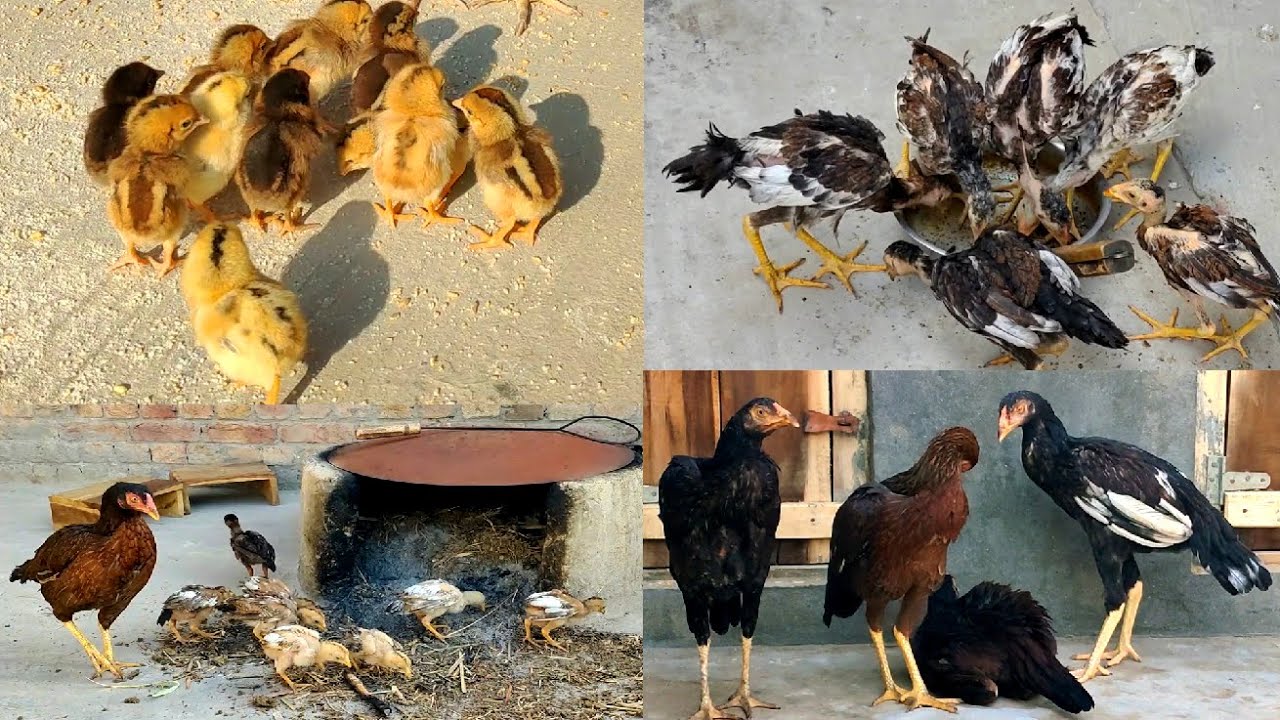Aseel Chicks Growth || Growth Result From 11 chicks to 4 Hens || Day 1 To 8 Months