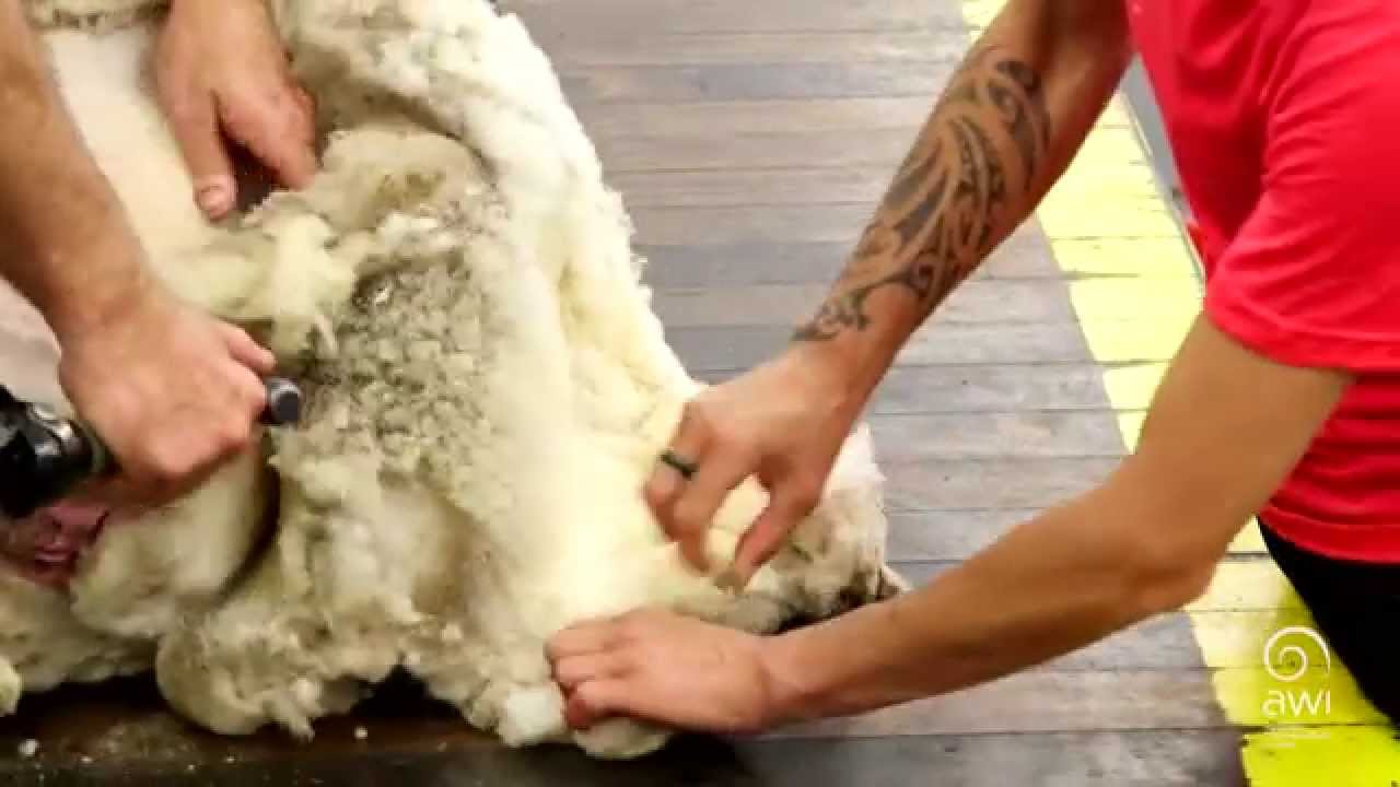 AWI Basic Wool Handling - Crossbred on the Board
