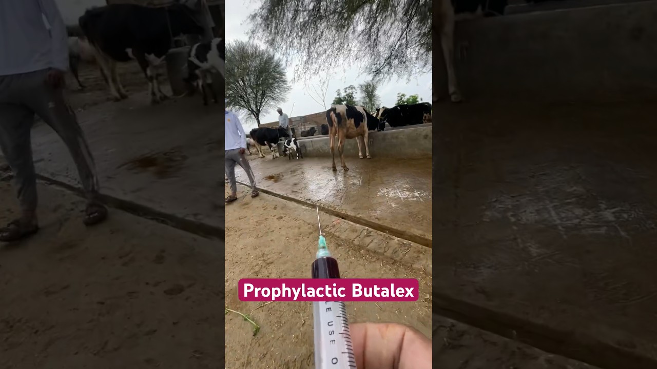 Inj Butalex|Calf treatment