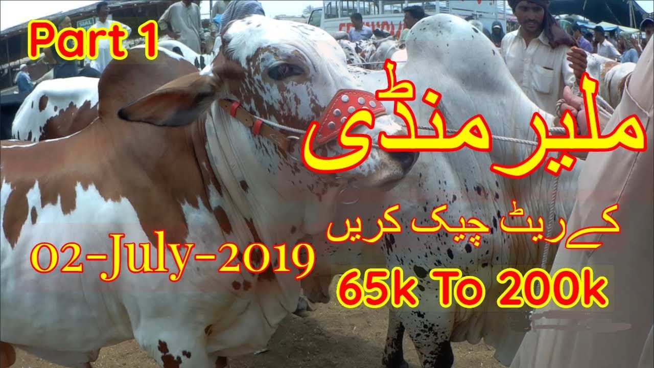 Karachi Malir Cow Mandi Prices Update 2 July 2019 Part 1