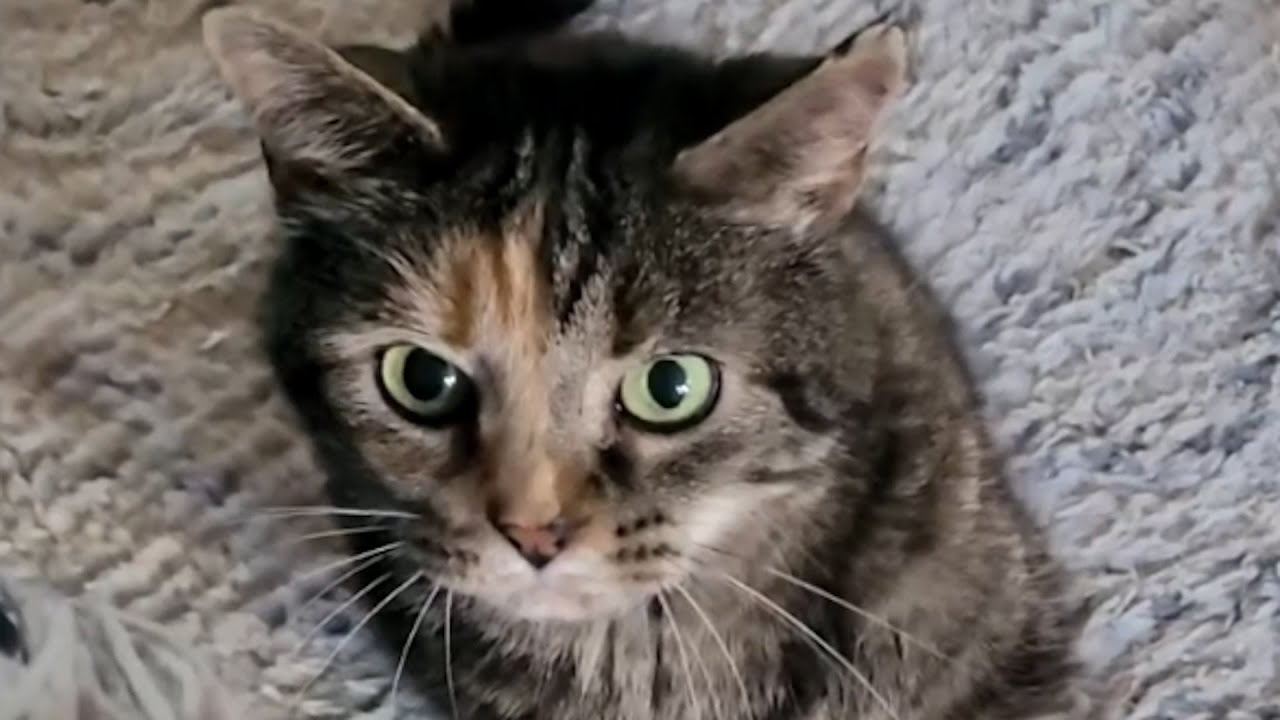 Nobody wanted this cat. So I took her home.