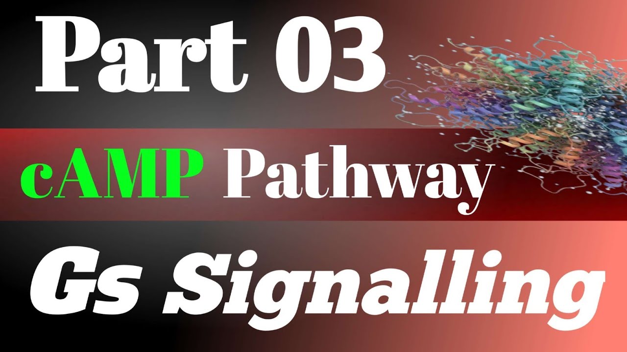 cAMP pathway,Gs signalling 