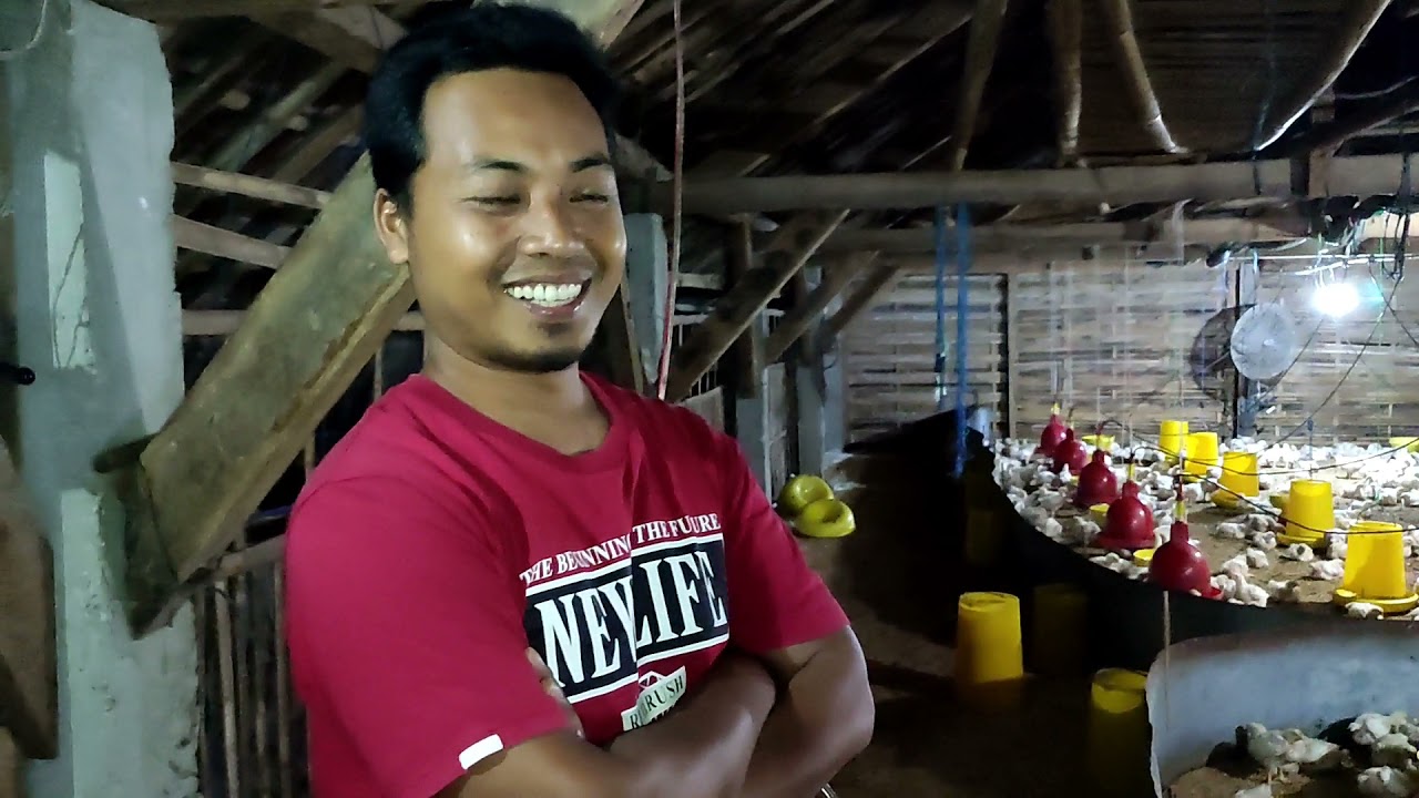 rahasia kandang tidak bau dengan semprot bayclean + rinso