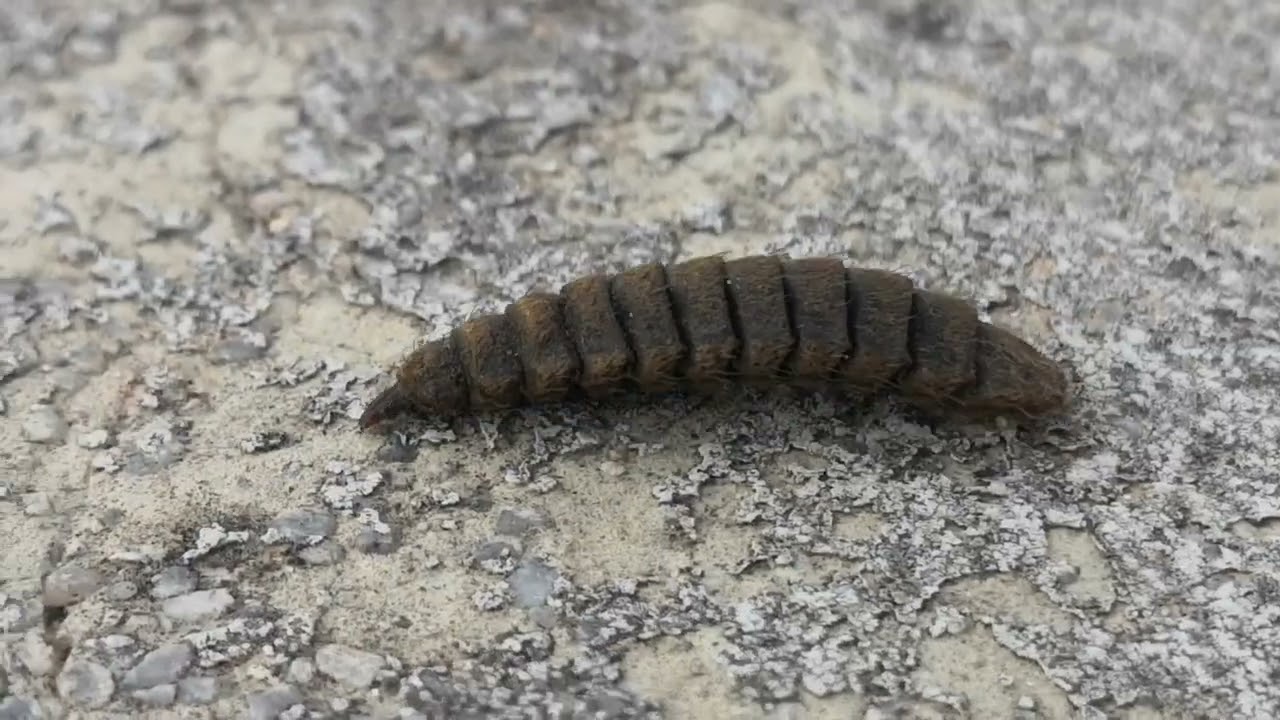 Larva di mosca soldato