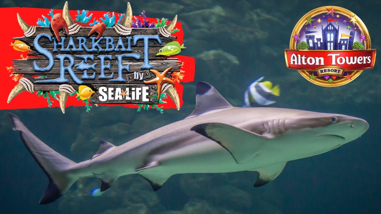 SEA LIFE AQUARIUM at Alton Towers - What's new in SHARKBAIT REEF