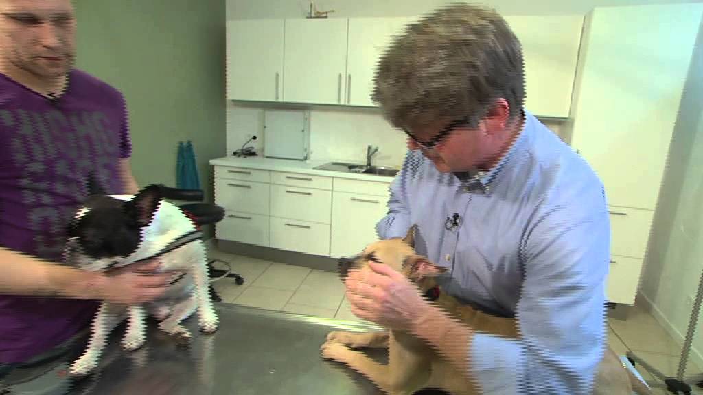 Französische Bulldogge - Tierarzt Hamburg » Dr. med. vet. Fabian von Manteuffel