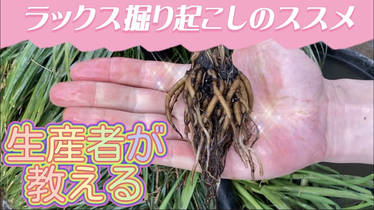 ラックス掘り起こし【夏越し】【ラナンキュラス】【ガーデニング】【生産者】【園芸のぶチャンネル】