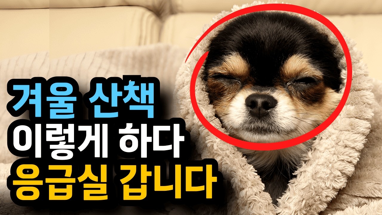 강아지 겨울 산책, 수의사가 말 하는 절대 하면 안 되는 행동