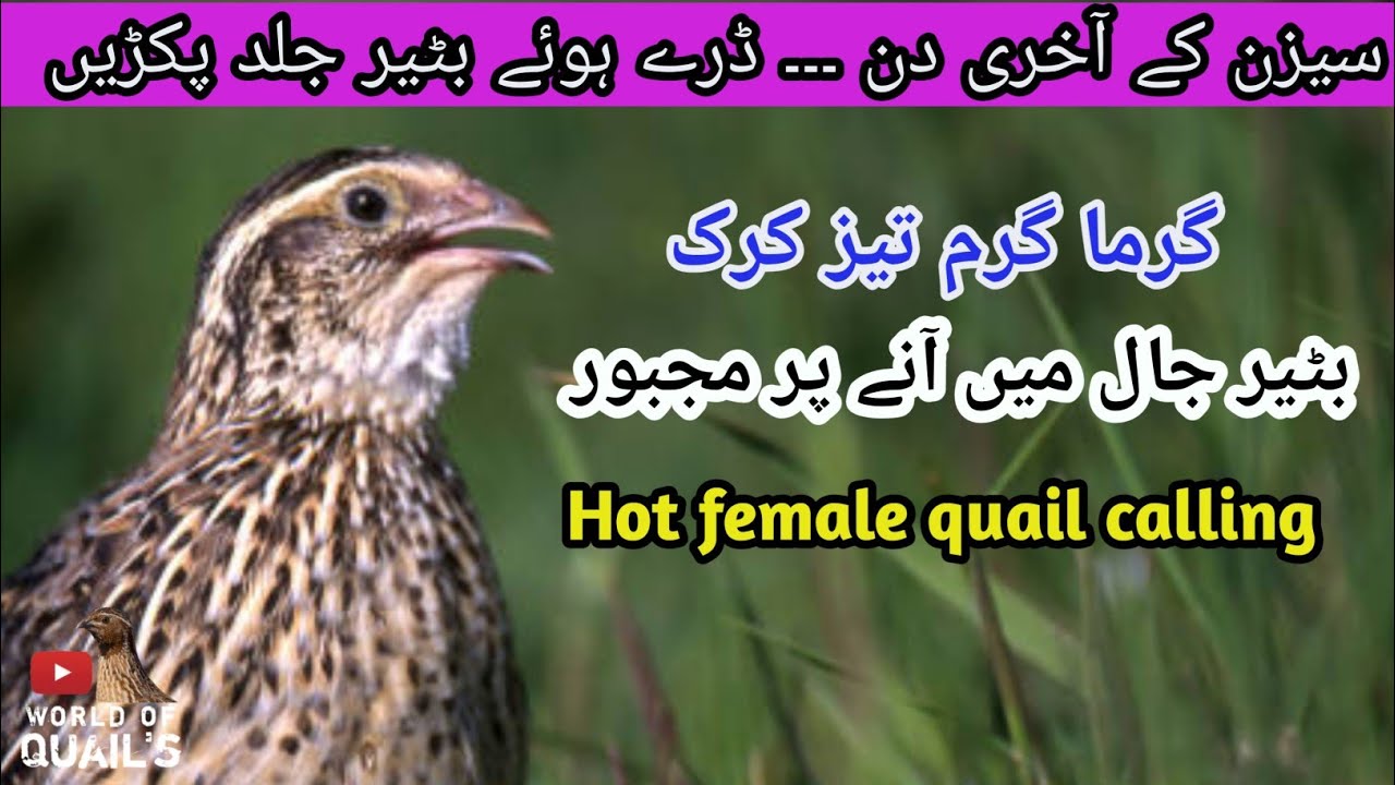 Hot female quail calling season 2026 | female quail sounds 